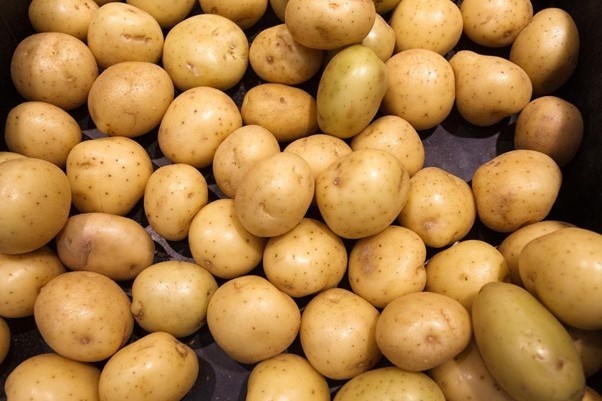 Potatoes - Potato cold storage concept