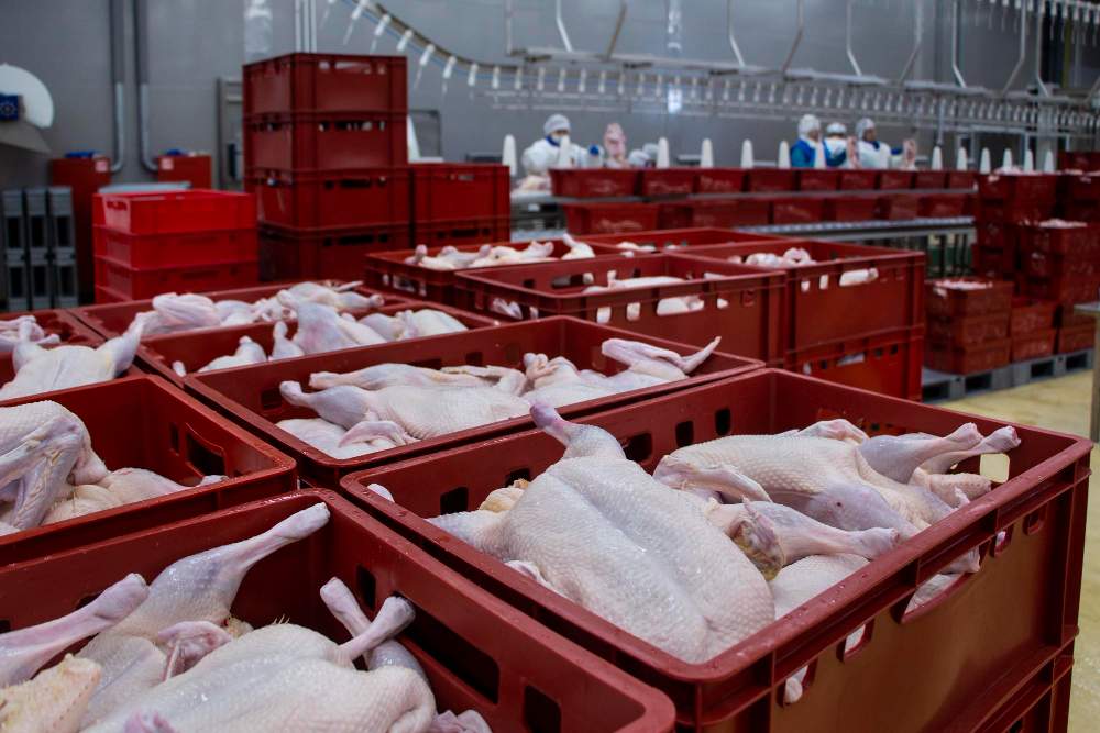 cold storage room for meat industry